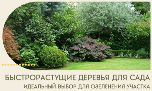 Быстрорастущие деревья для сада идеальный выбор в Кушве