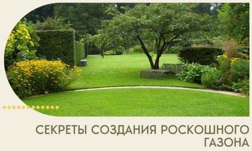Секреты создания роскошного газона в Кушве